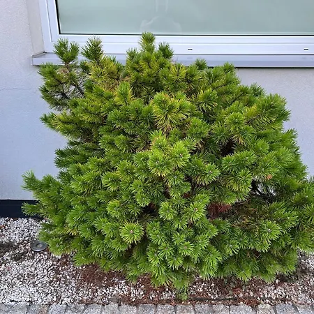 Dom Z Ogrodem W Krakowie Willa *