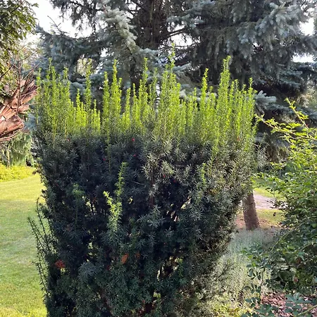 Dom Z Ogrodem W Krakowie Willa Kraków