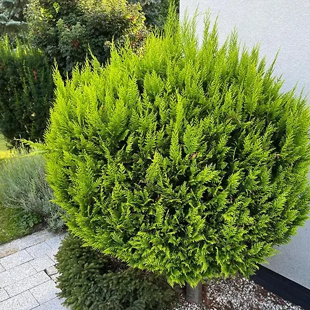 Dom Z Ogrodem W Krakowie